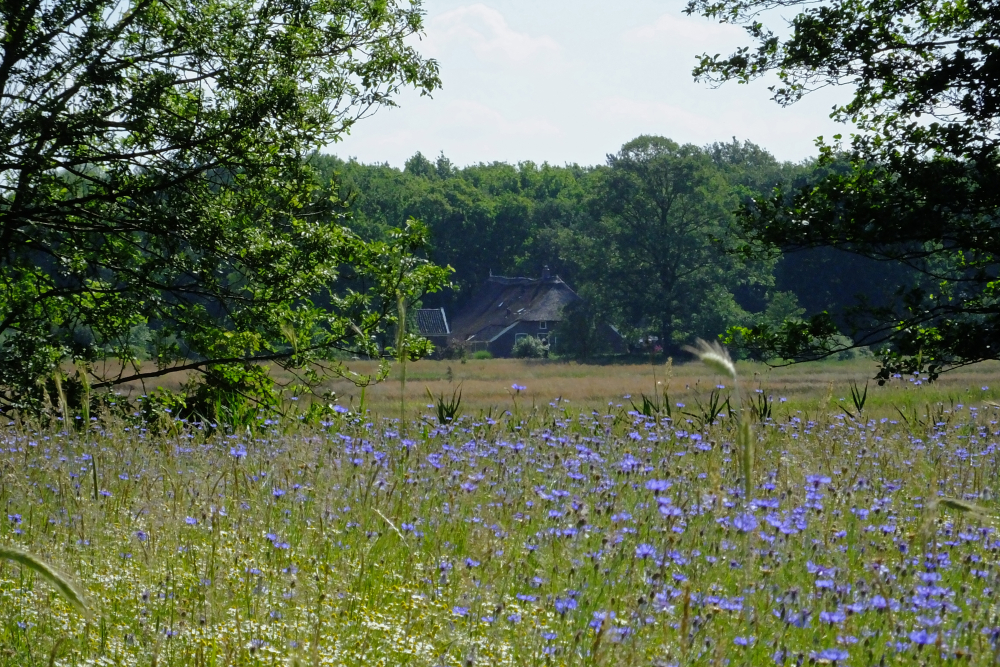 Boerenerf Reestdal met korenbloemen