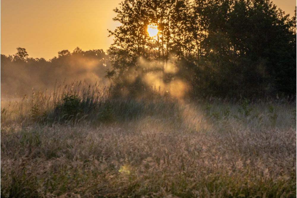 Laagveenlandschap, Weerribben-Wieden