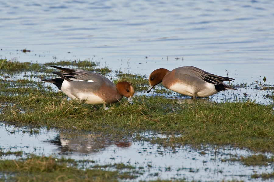 smient - jacob van der weele