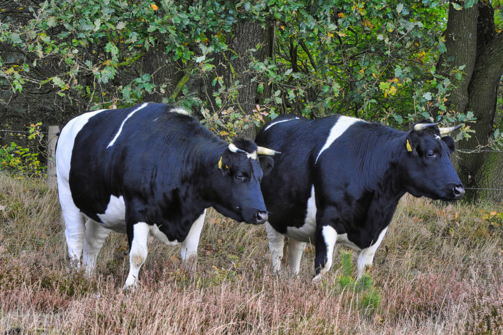 Heidekoeien op de Manderheide