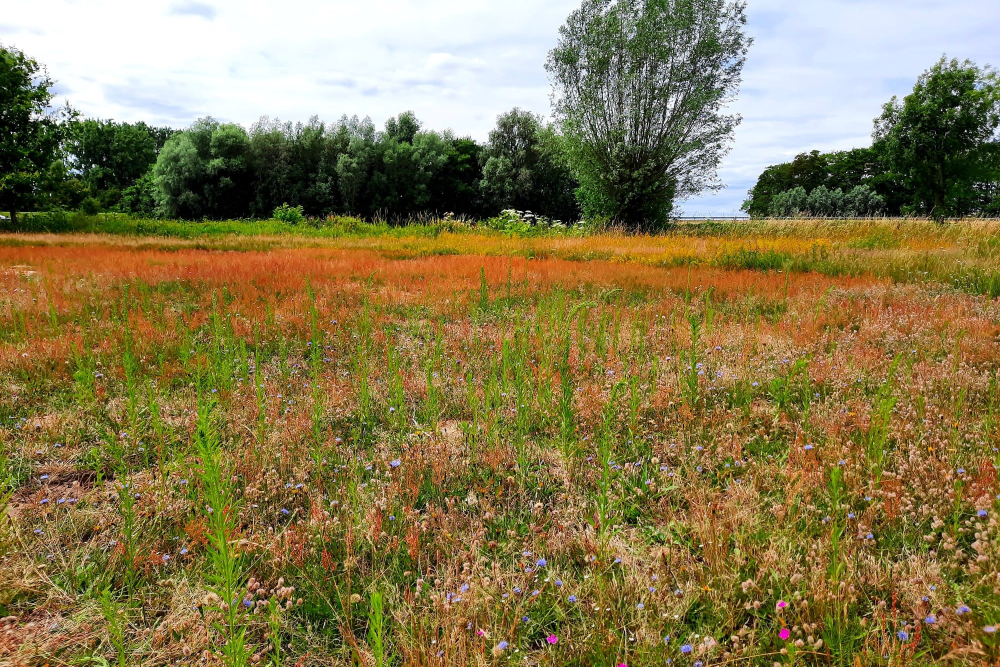 Natuurontwikkeling Buitenlanden Langenholte, zomer 2022