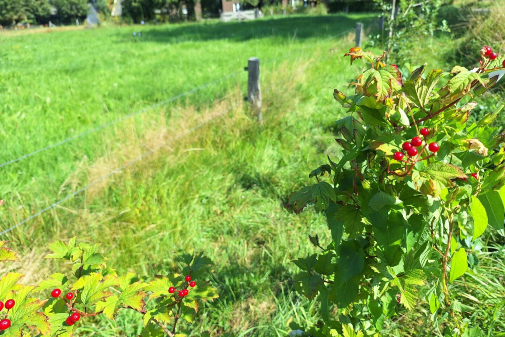 Trees-for-All-GBDA-Overijssel-5-scaled-1440x0-c-default