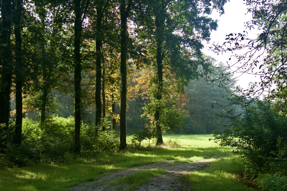 Oosterveld 1 - Mieke Scharloo