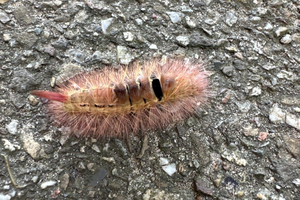 Meriansborstel rups