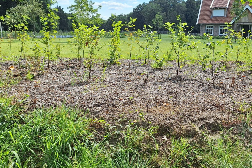 Trees-for-All-GBDA-Overijssel-6-scaled-1440x0-c-default