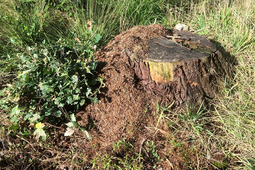 Stronkmier nest