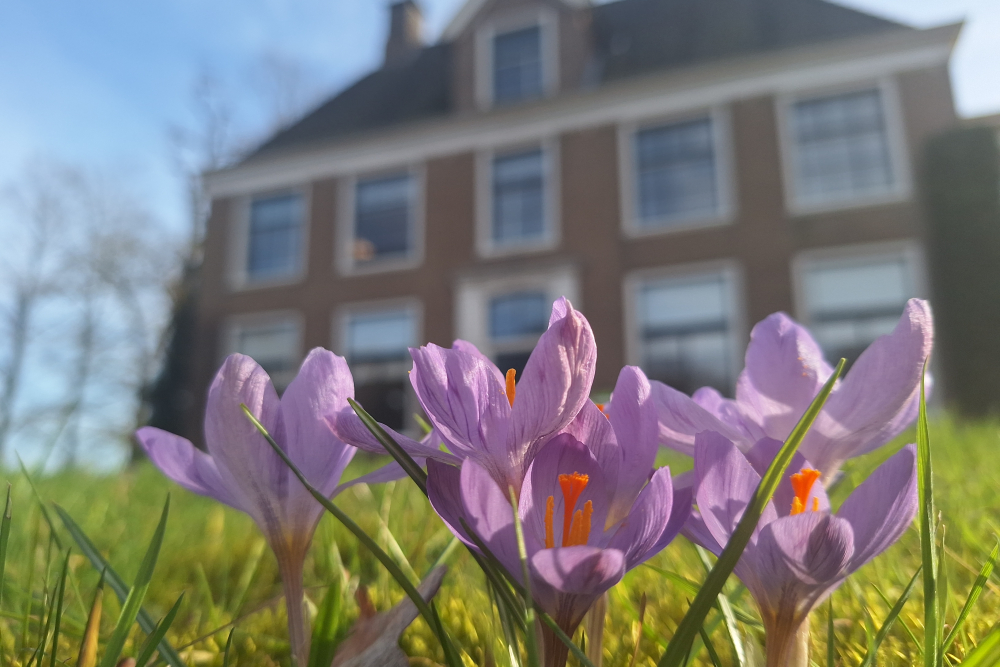 Krokussen op de Horte