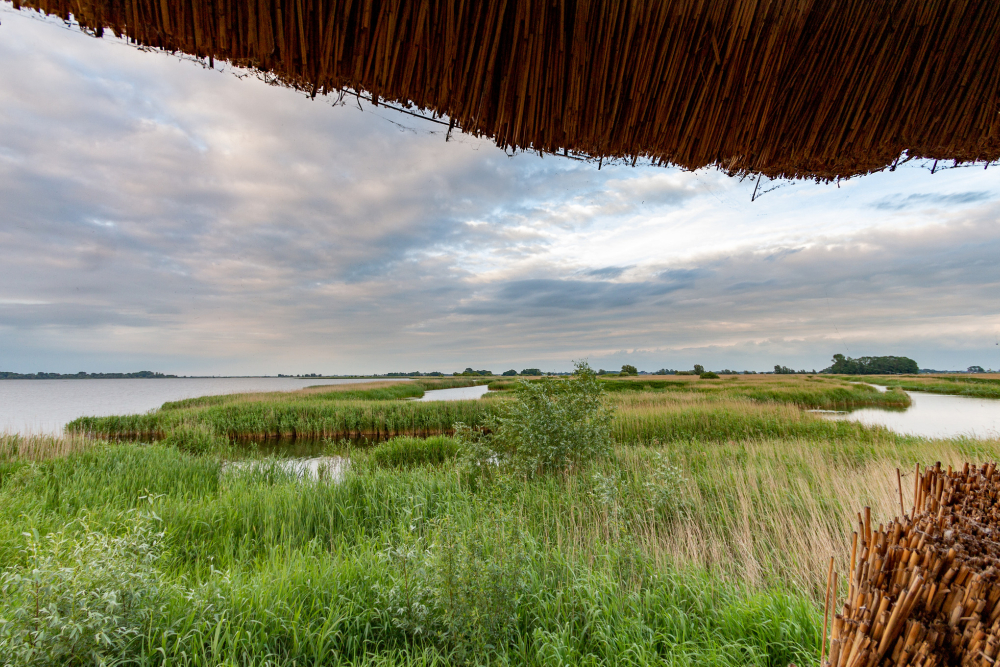 Buitendijks rietland en Zwarte Meer vanuit Mandemakershut, Gonny Sleurink