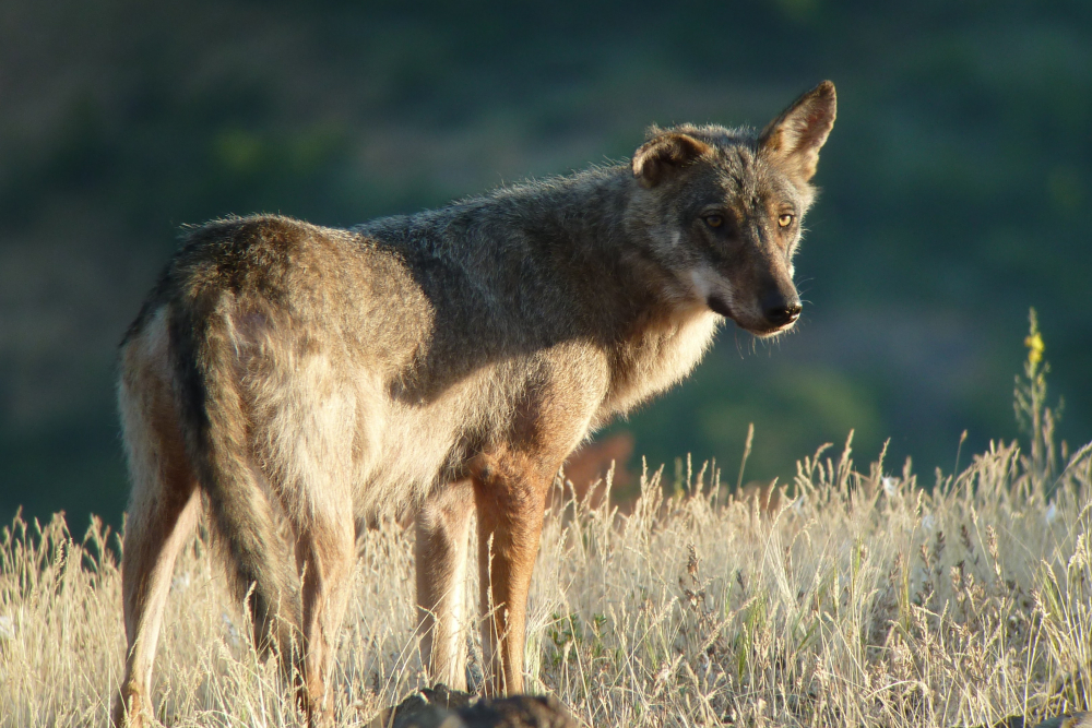 Wolf - Michiel Poolman