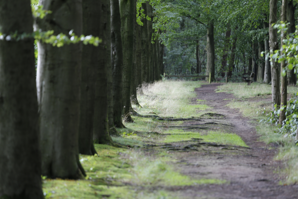 Laan op landgoed De Horte
