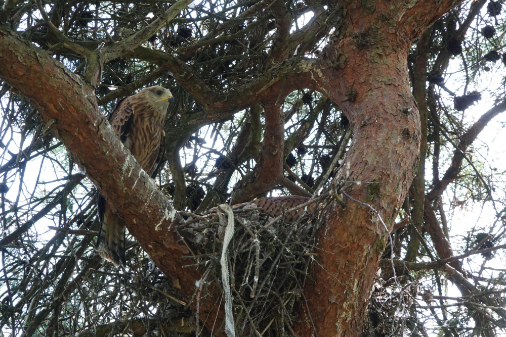 Nest met grote jongen 