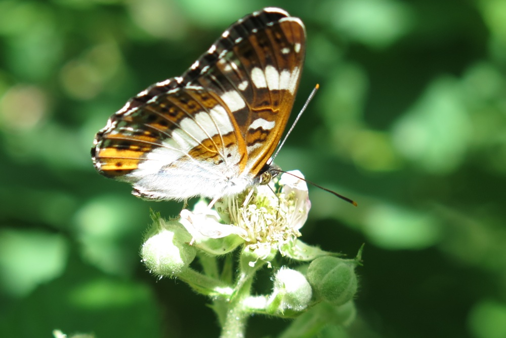 Kleine IJsvogelvlinder