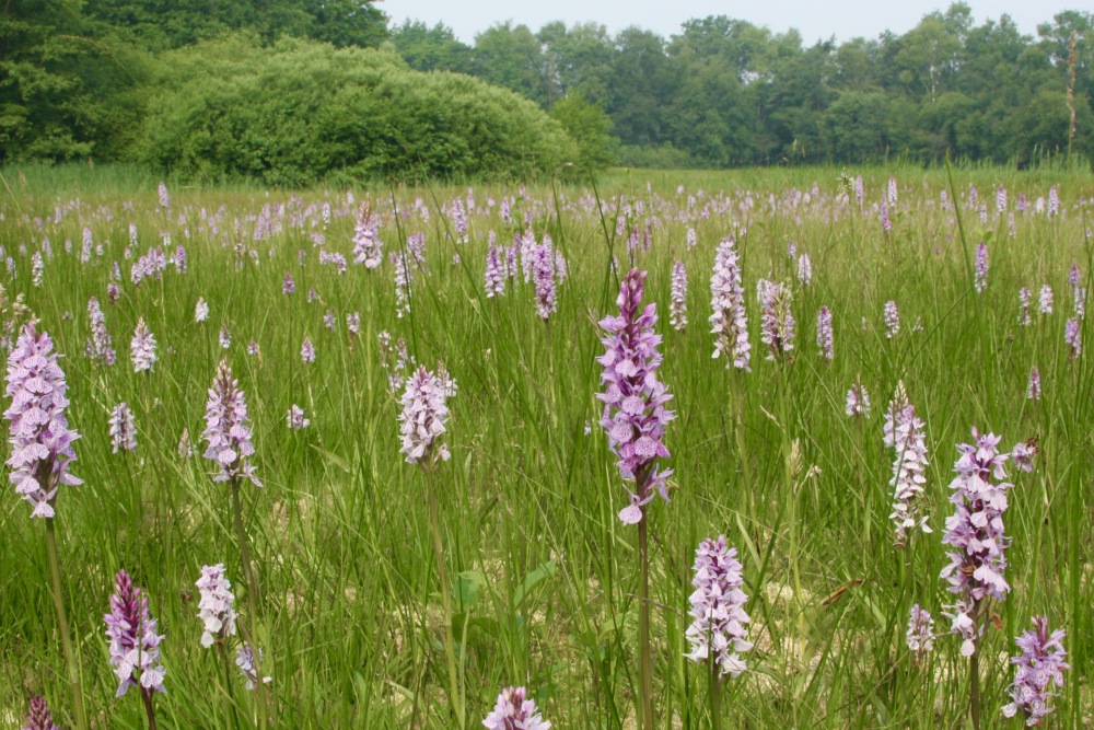 Dal van de Mosbeek, orchideeën voorjaar