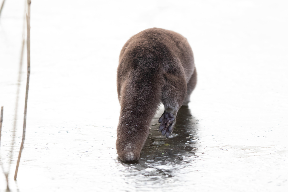 Otterstaart