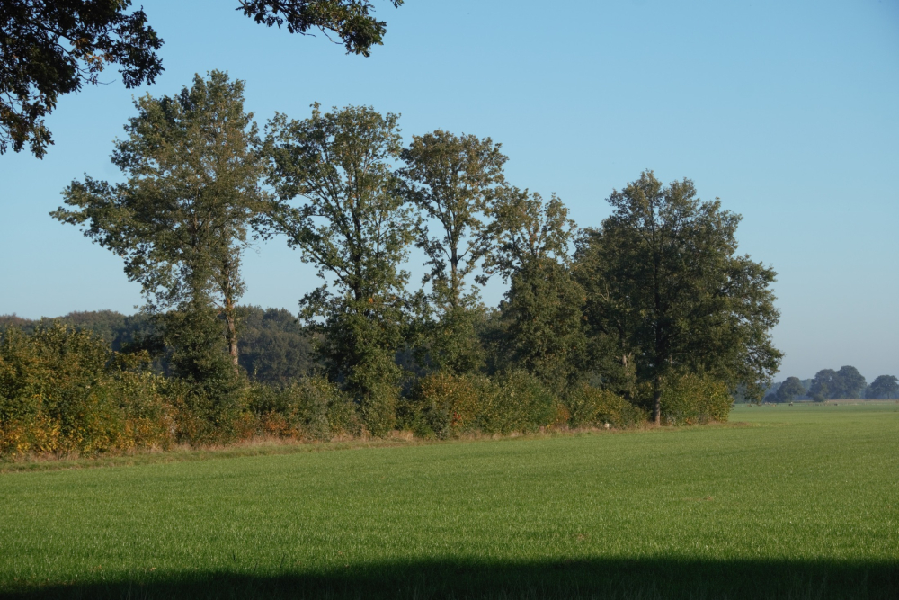 Houtwal, Landgoed Groote Scheere