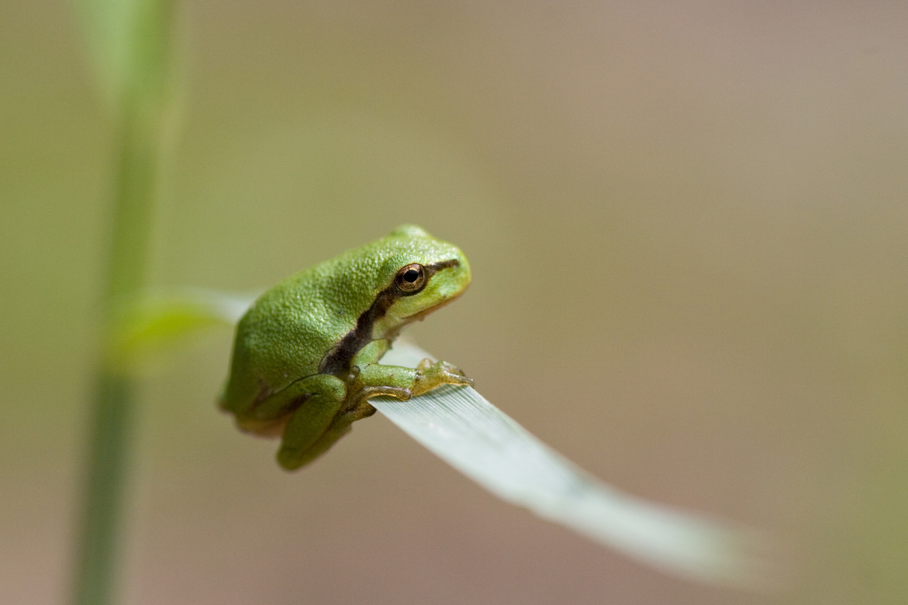 Boomkikker - Mark Zekhuis