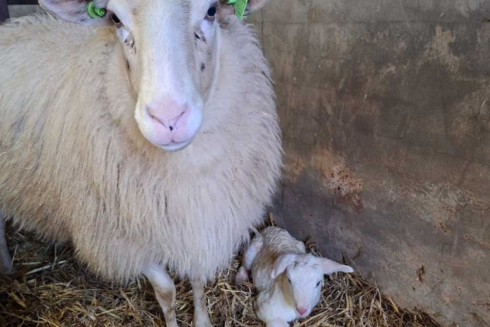 WhatsApp Image 2026-02-14 at 09.20.41 (1)