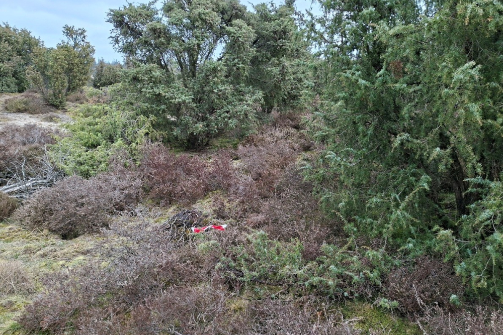 jeneverbes afleggen 1