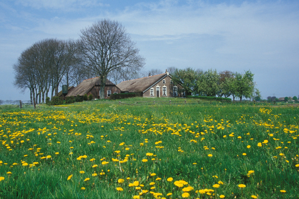 Boerderij op een terp op Kampereiland, Bertus Webbink