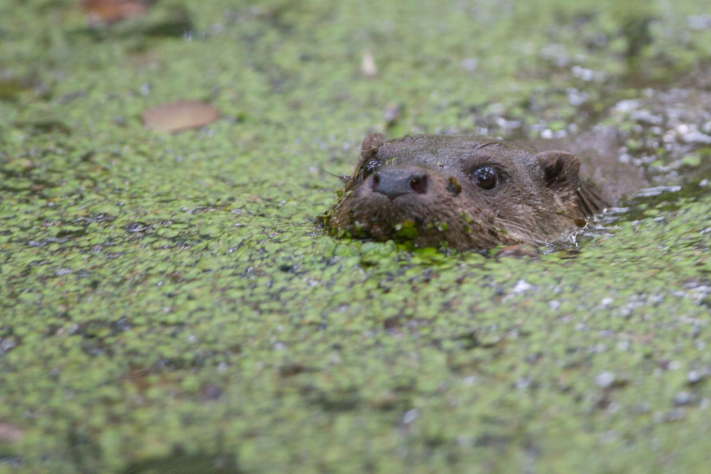 Otter 