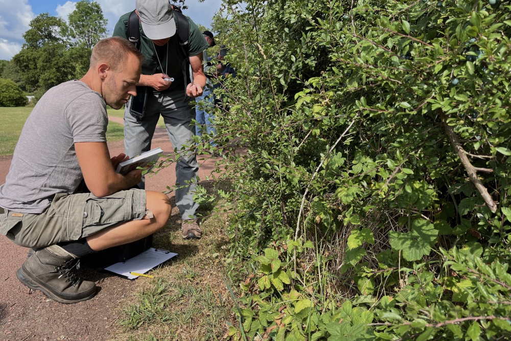 Vrijwilligers Wilde bomen & struiken, velddag Beerze