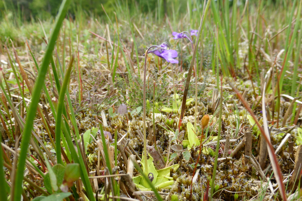 Vetblad, Michiel Poolman