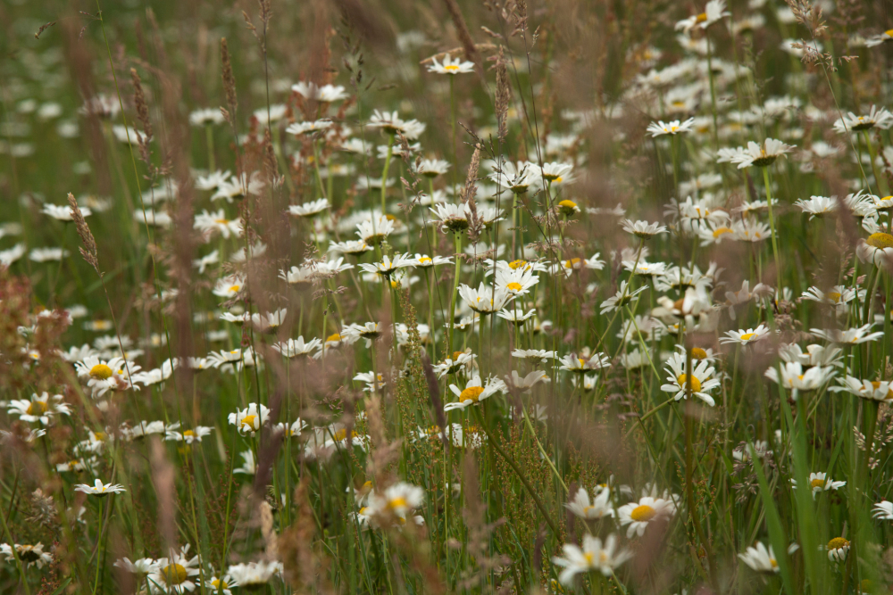 Margrieten