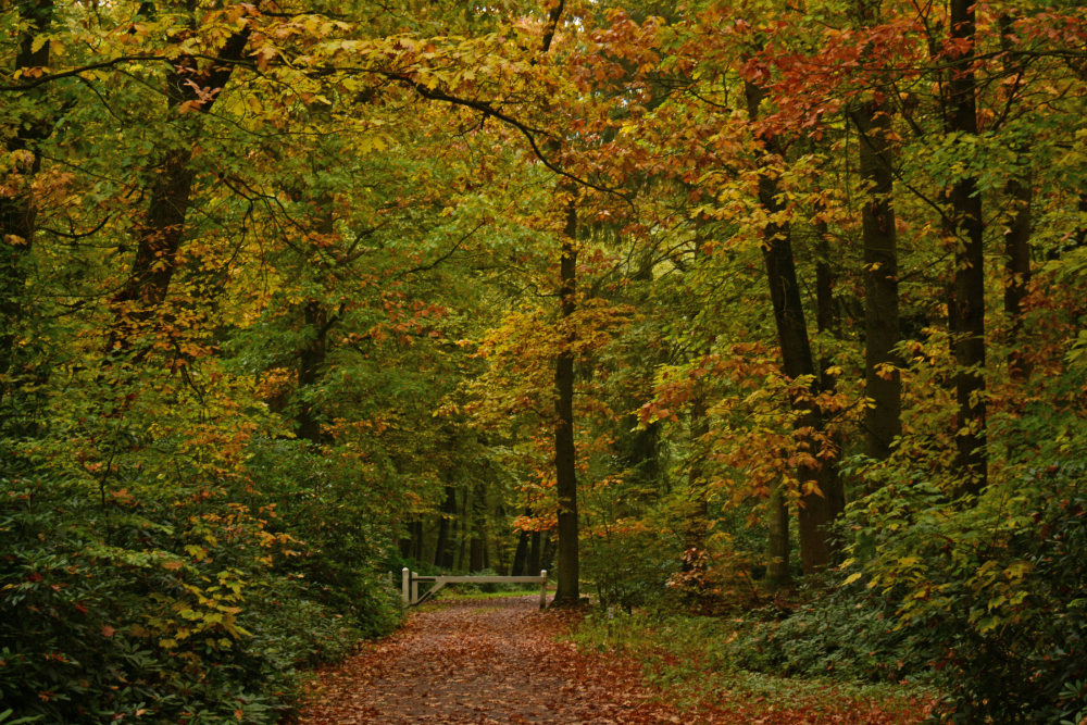 Haagse bos