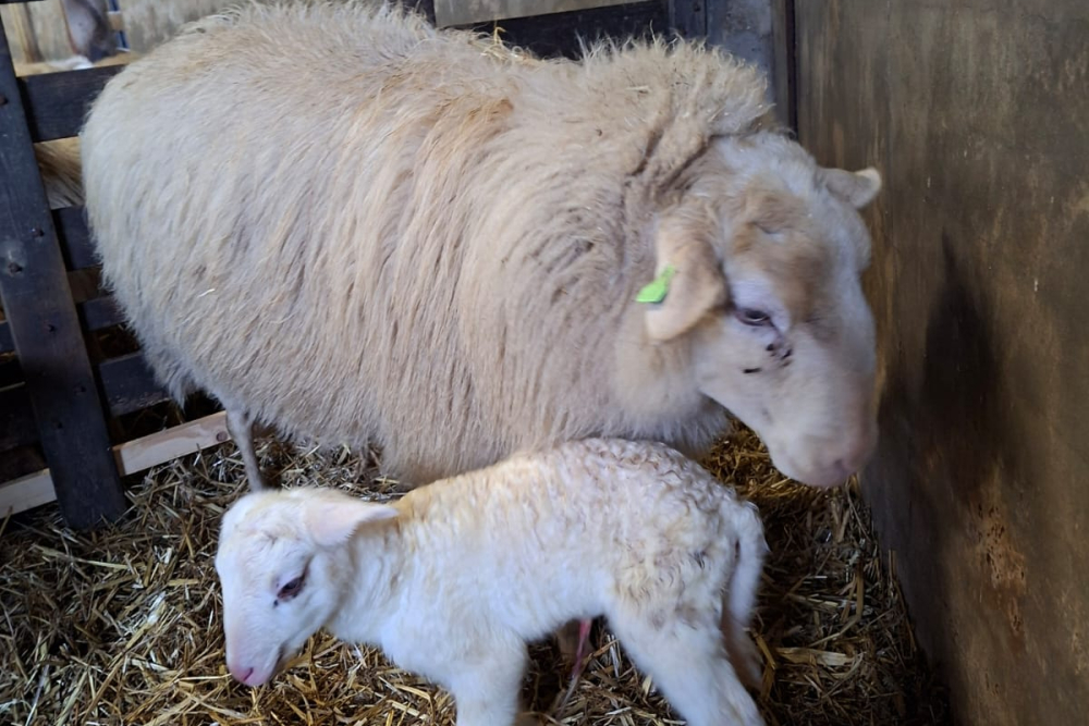 WhatsApp Image 2026-02-14 at 09.20.41