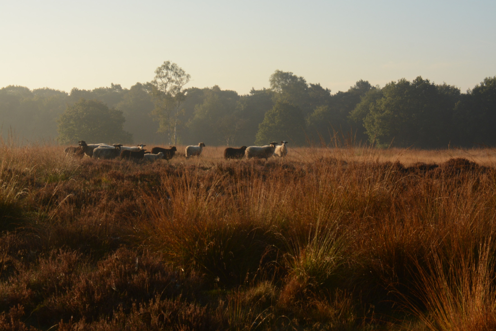 Schapen op de heide in het gebied Haardennen, Nico Kloek