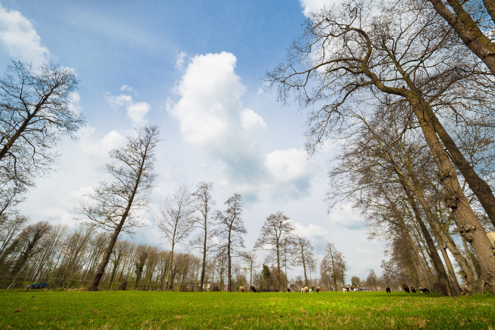 Slagenlandschap in Rouveen, Arno ten Hoeve