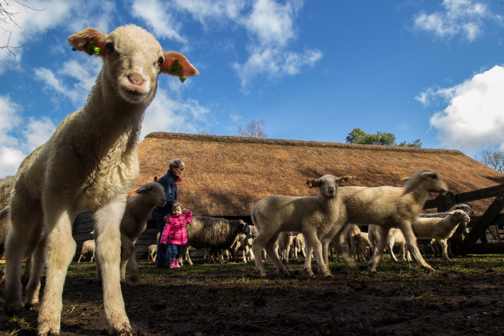 Lammetjesdag Lemelerberg