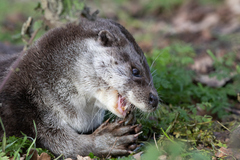 Otter
