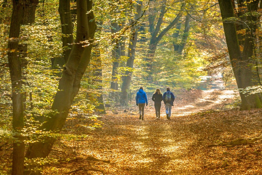 wandeling Herfst