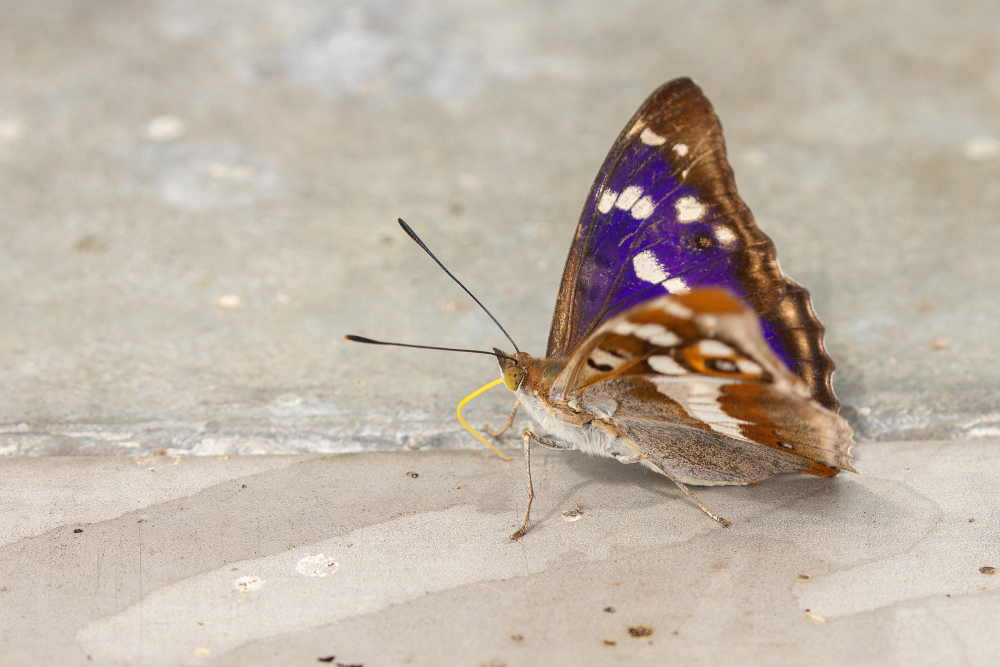 Grote weerschijnvlinder