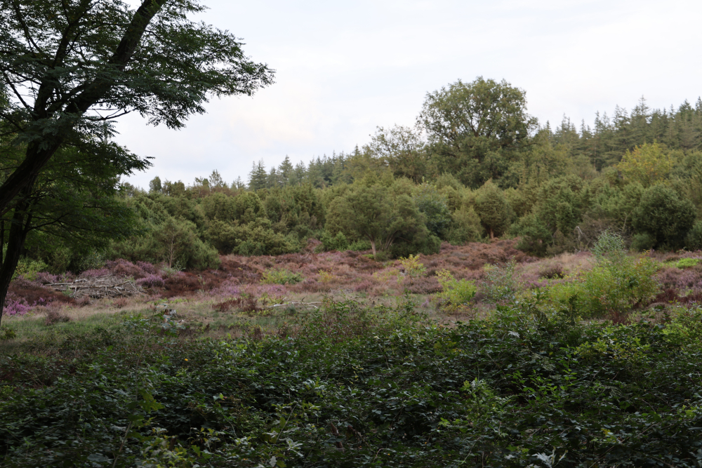 N2000 excursie Lemelerberg 15092026 (27)