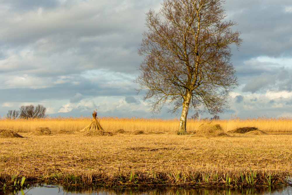 Rietland in de Wieden, Gonny Sleurink