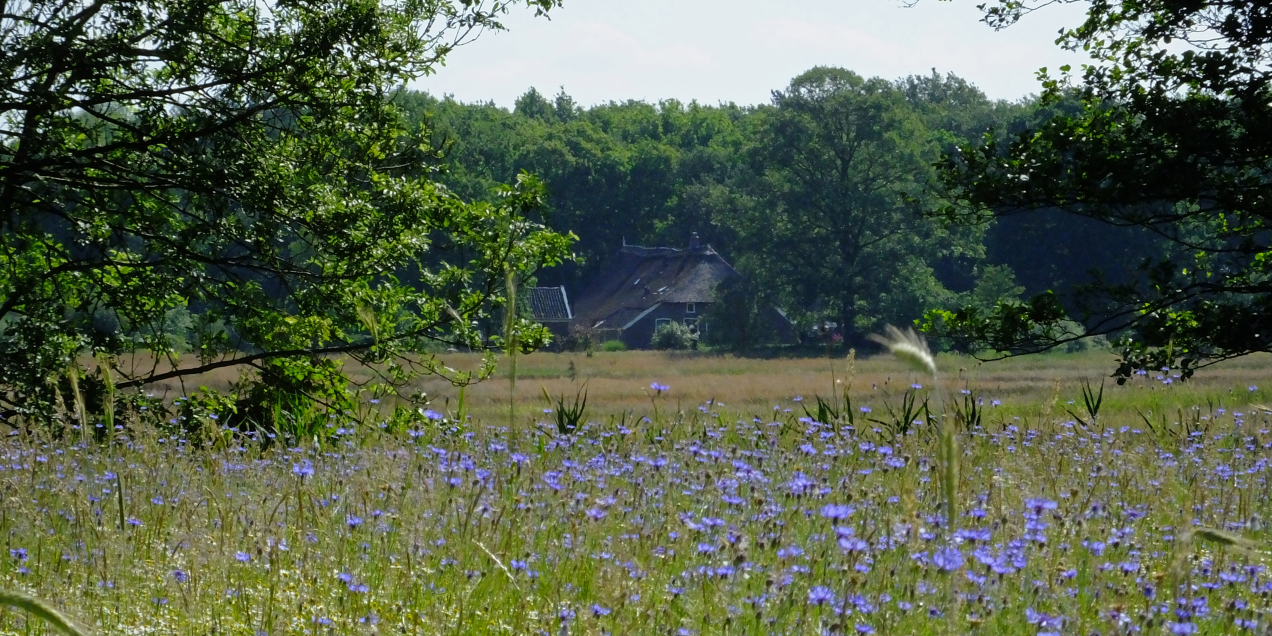 Korenveld in bloei in het Reestdal