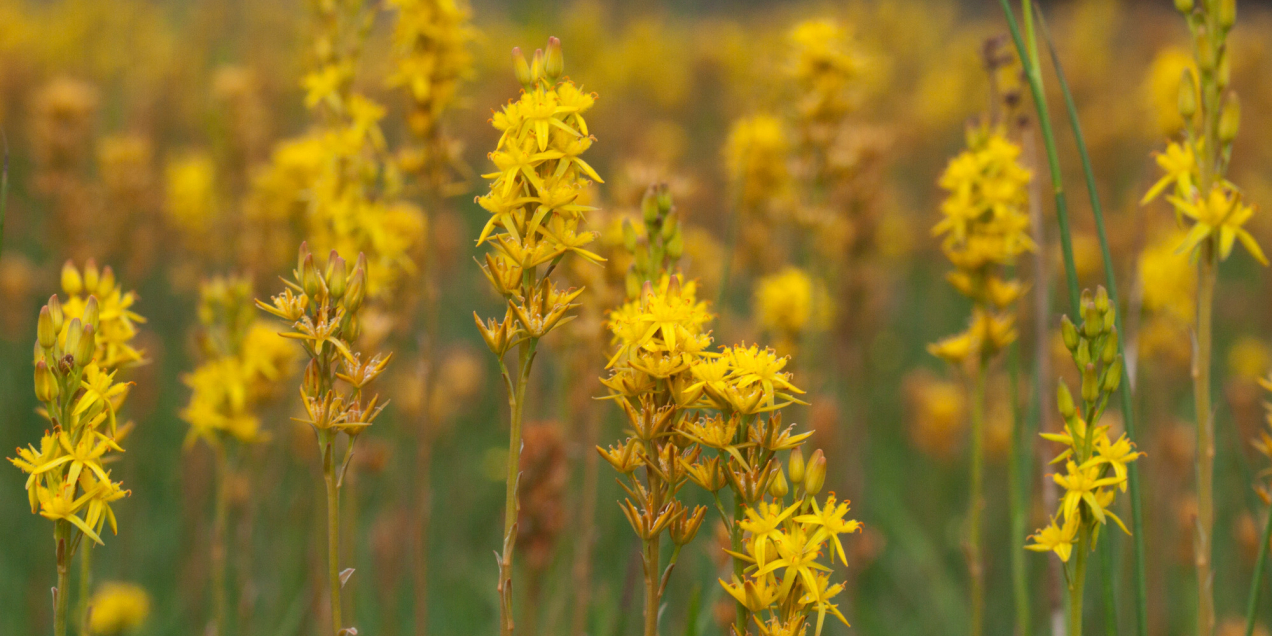 Beenbreek, Mark Zekhuis