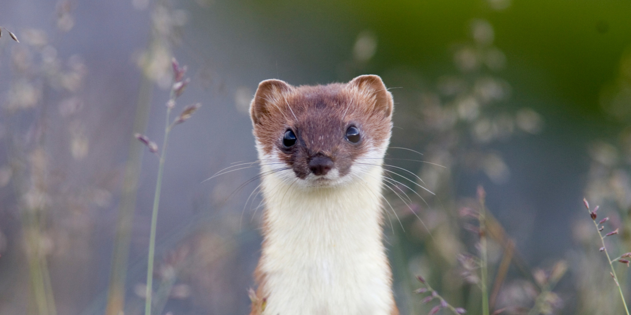 Hermelijn Mark Zekhuis