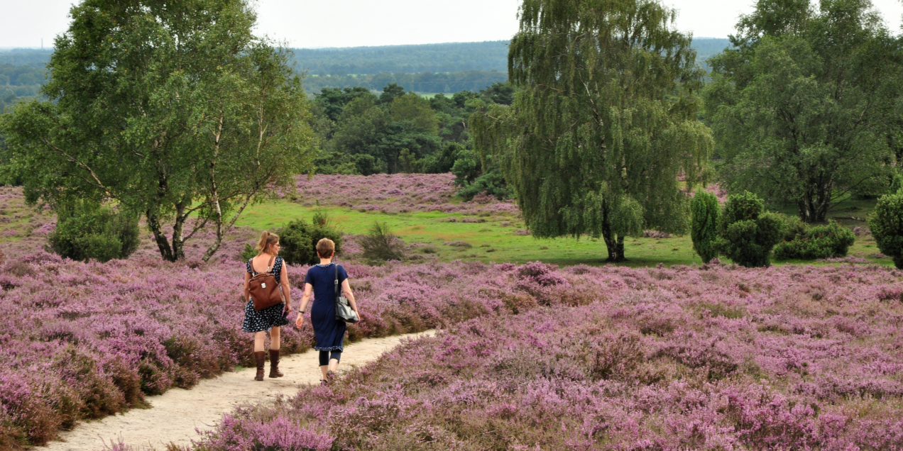 Heide in bloei, wandelaars