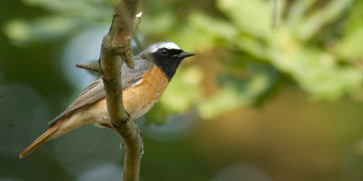 Gekraagde Roodstaart