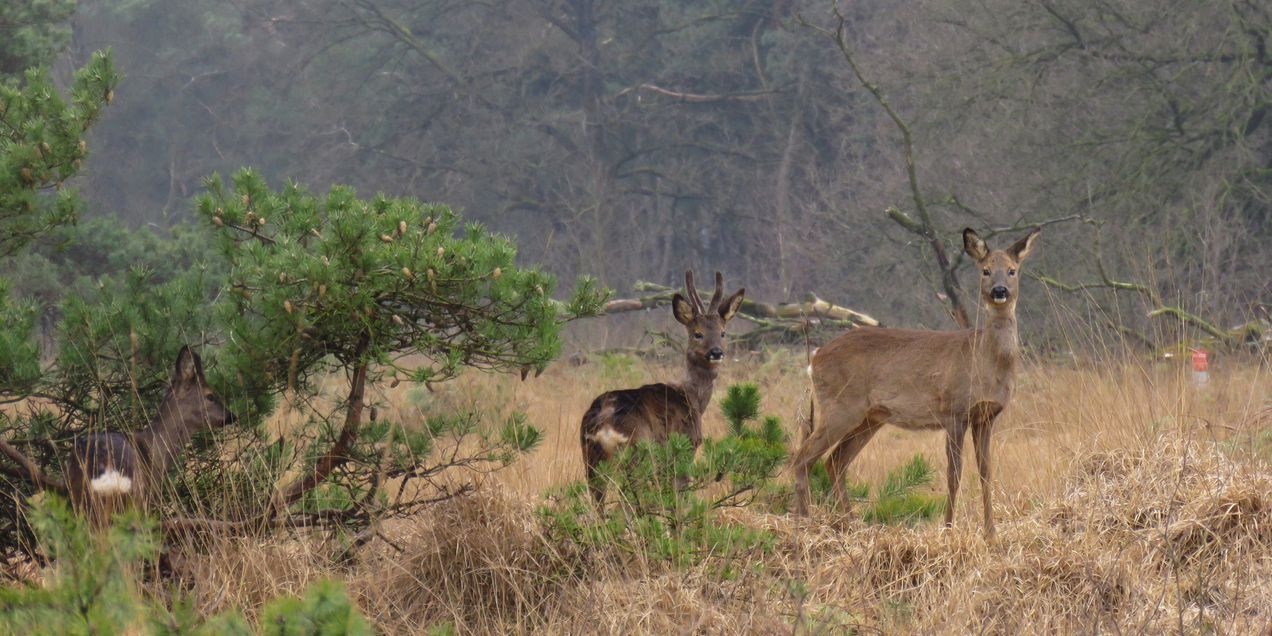 reeen in het Boetelerveld, Mark Zekhuis