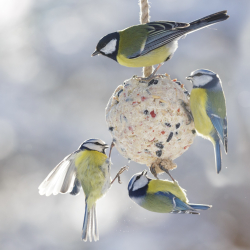 Voedselhanger vogels