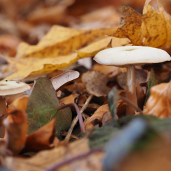 NKL Vaneker Enschede Herfst (11)