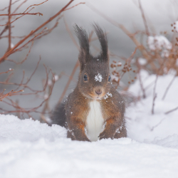 Eekhoorn in de sneeuw