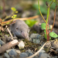 Huisspitsmuis