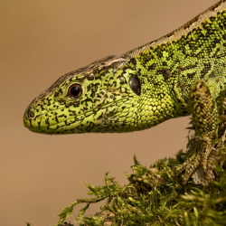 Zandhagedis