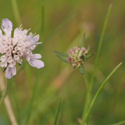 Flora, Buitenlanden Langenholte