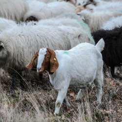 Kudde André Kuhn Wierdenseveld